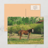 Pferd Postkarte (Vorne/Hinten)
