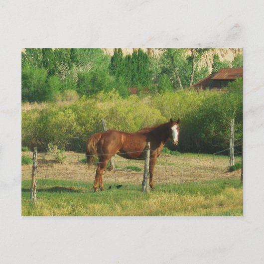 Pferd Postkarte (Vorderseite)