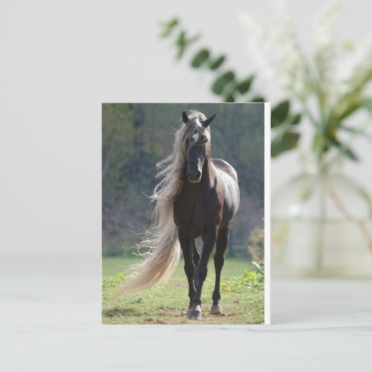 Pferd Postkarte (Stehend Vorderseite)
