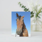 Pferd Postkarte (Stehend Vorderseite)
