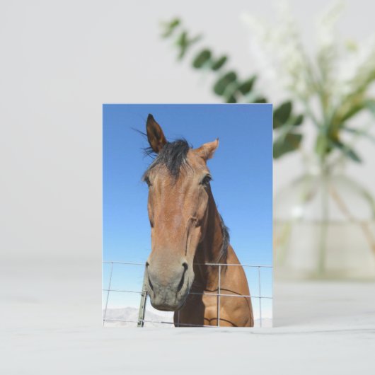 Pferd Postkarte (Stehend Vorderseite)