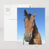 Pferd Postkarte (Vorne/Hinten)