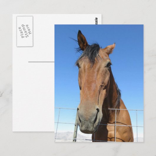 Pferd Postkarte (Vorne/Hinten)
