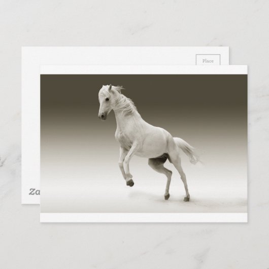 Pferd Postkarte (Vorne/Hinten)