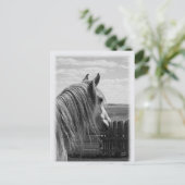 Pferd Postkarte (Stehend Vorderseite)