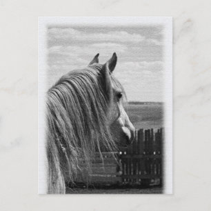Pferd Postkarte