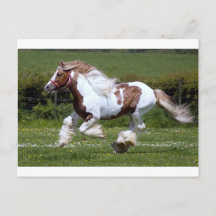 Pferd Postkarte