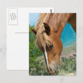 Pferd Postkarte (Vorne/Hinten)