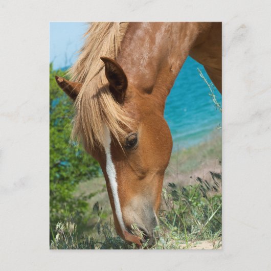Pferd Postkarte (Vorderseite)