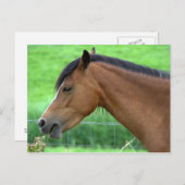Pferd Postkarte (Vorne/Hinten)