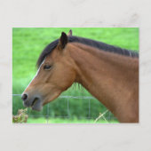 Pferd Postkarte (Vorderseite)