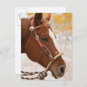 Pferd Postkarte (Vorne/Hinten)