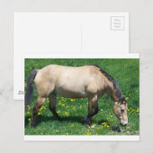 Pferd Postkarte (Vorne/Hinten)