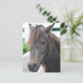 Pferd Postkarte (Stehend Vorderseite)