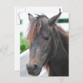 Pferd Postkarte (Vorne/Hinten)