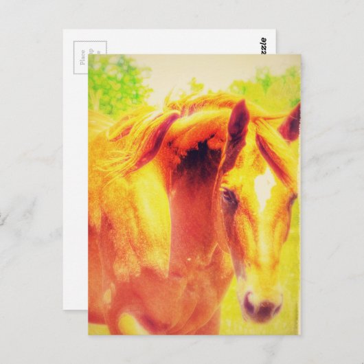Pferd Postkarte (Vorne/Hinten)