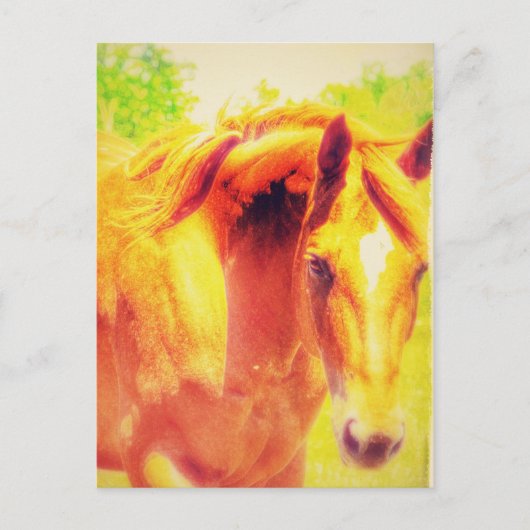 Pferd Postkarte (Vorderseite)
