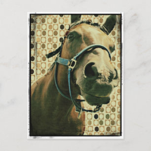 Pferd Postkarte