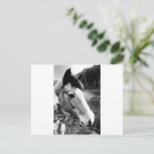 Pferd Postkarte (Stehend Vorderseite)