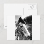 Pferd Postkarte (Vorne/Hinten)