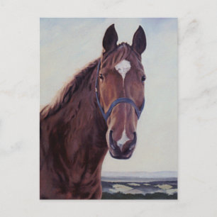 Pferd  postkarte