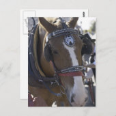 Pferd Postkarte (Vorne/Hinten)