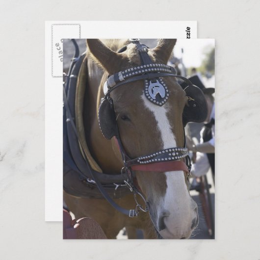 Pferd Postkarte (Vorne/Hinten)