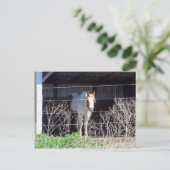 Pferd Postkarte (Stehend Vorderseite)