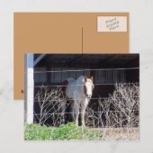Pferd Postkarte (Vorne/Hinten)
