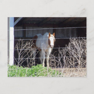 Pferd Postkarte