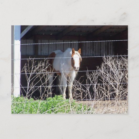 Pferd Postkarte (Vorderseite)