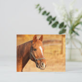 Pferd Postkarte (Stehend Vorderseite)
