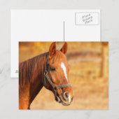 Pferd Postkarte (Vorne/Hinten)