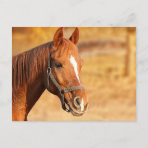 Pferd Postkarte