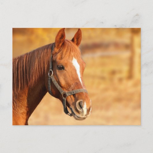 Pferd Postkarte (Vorderseite)