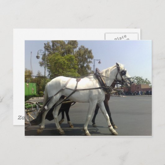 Pferd Postkarte (Vorne/Hinten)