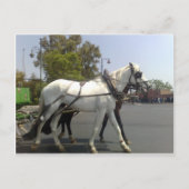 Pferd Postkarte (Vorderseite)