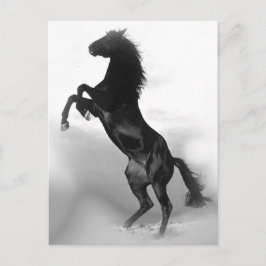 Pferd Postkarte
