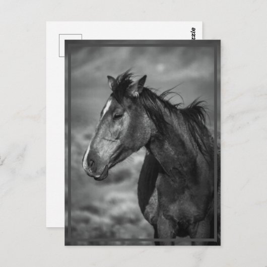 Pferd Postkarte (Vorne/Hinten)