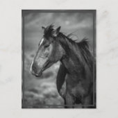 Pferd Postkarte (Vorderseite)