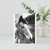 Pferd Postkarte (Stehend Vorderseite)