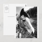 Pferd Postkarte (Vorne/Hinten)