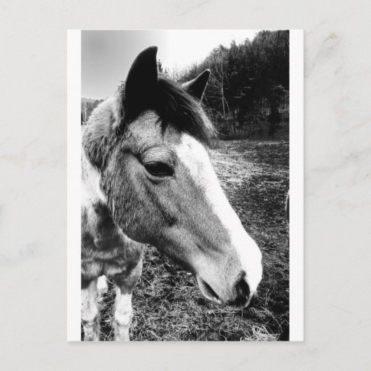 Pferd Postkarte (Vorderseite)