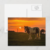 Pferd Postkarte (Vorne/Hinten)