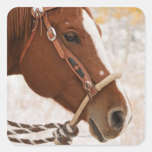 Pferd Quadratischer Aufkleber