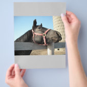 Pferd/Ranch/Stall Flyer (Hand)