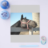 Pferd/Ranch/Stall Flyer (Einzeln)