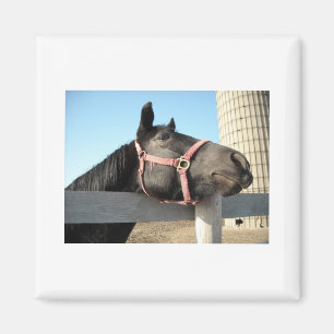 Pferd/Ranch/Stall Magnet