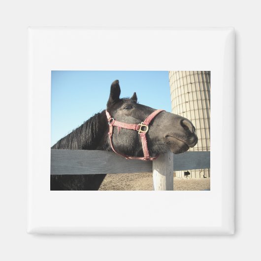 Pferd/Ranch/Stall Magnet (Vorne)
