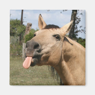 Pferd razzberry magnet